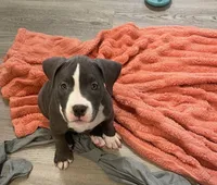 Miracle , a female American Bully for sale in The Bronx, NY – 6 of 10