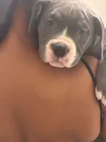 Princess , a female American Bully for sale in The Bronx, NY – 6 of 10