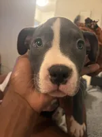 Miracle , a female American Bully for sale in The Bronx, NY – 3 of 10