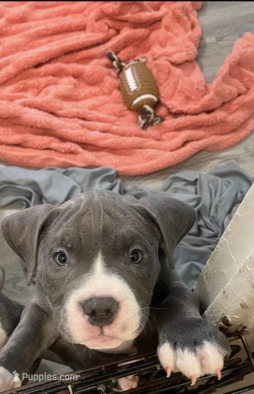 Princess  – American Bully puppy for sale in The Bronx, NY