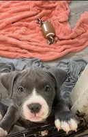 Princess , a female American Bully for sale in The Bronx, NY – 4 of 10