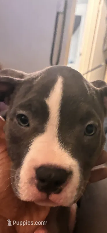 Miracle  – American Bully puppy for sale in The Bronx, NY