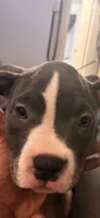 Miracle , a female American Bully for sale in The Bronx, NY – 5 of 10