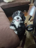 Sasha, a female Shih Tzu for sale in New Hyde Park, NY – 3 of 3