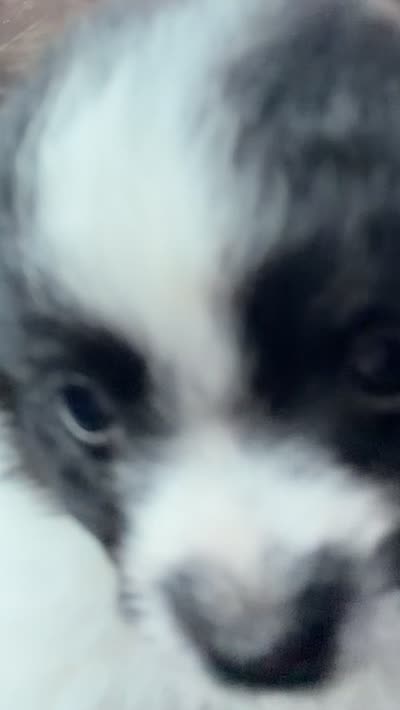 icelyn, a female Shih Tzu for sale in Florence, SC – 2 of 3