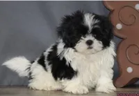 icelyn, a female Shih Tzu for sale in Florence, SC – 3 of 3