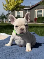 Brandon, a male French Bulldog for sale in Mountain Home, ID – 2 of 6