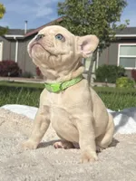 Rip, a male French Bulldog for sale in Mountain Home, ID – 2 of 4