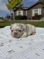 Mayhem , a male French Bulldog for sale in Mountain Home, ID – 2 of 8