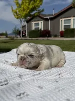 Mayhem , a male French Bulldog for sale in Mountain Home, ID – 3 of 8