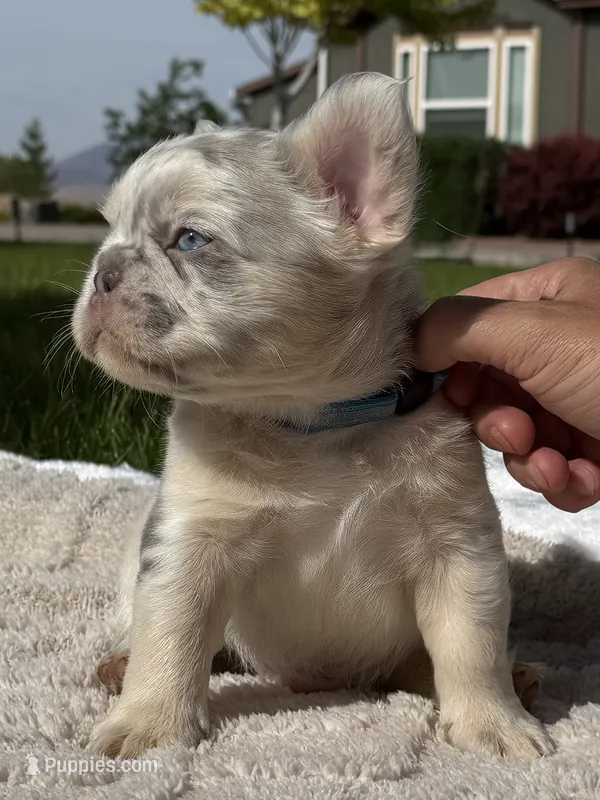 Mayhem  – French Bulldog puppy for sale in Mountain Home, ID