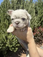 Sweet Pea, a female French Bulldog for sale in Mountain Home, ID – 2 of 8