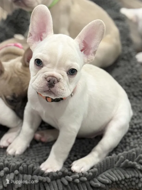 Julius – French Bulldog puppy for sale in Mountain Home, ID