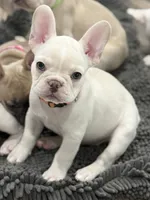 Julius, a male French Bulldog for sale in Mountain Home, ID – 1 of 5