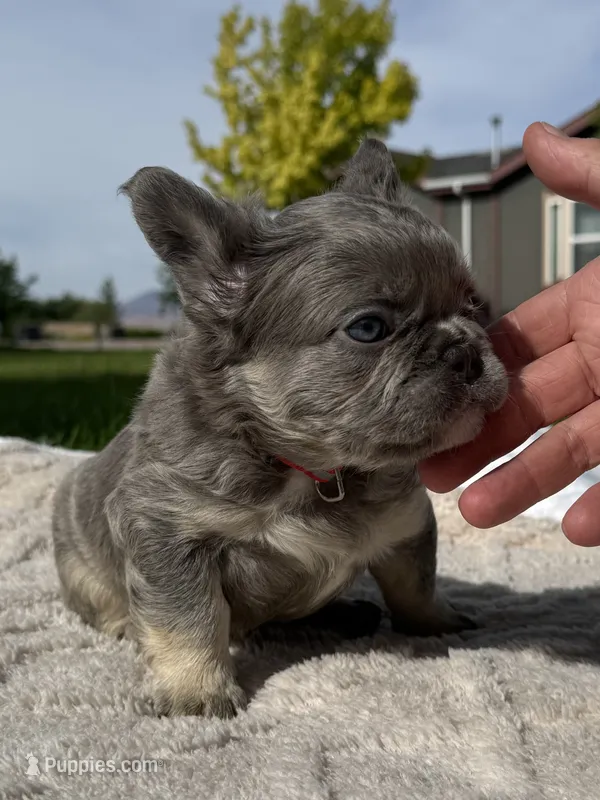 Tiny Tot – French Bulldog puppy for sale in Mountain Home, ID