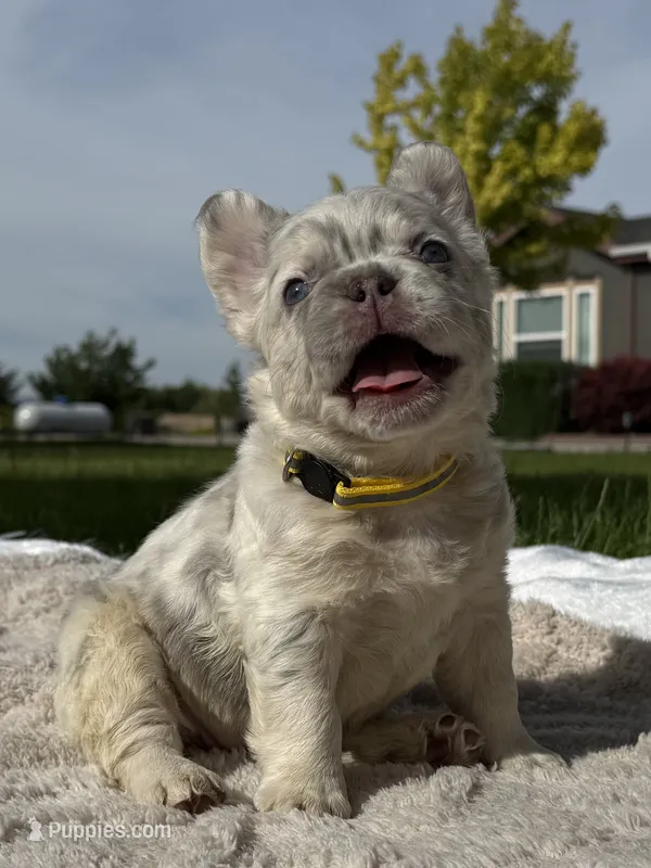 Sweet Pea – French Bulldog puppy for sale in Mountain Home, ID