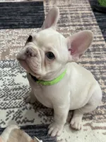 Brandon, a male French Bulldog for sale in Mountain Home, ID – 4 of 6