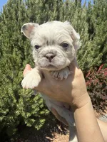 Sweet Pea, a female French Bulldog for sale in Mountain Home, ID – 3 of 8