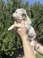 Sweet Pea, a female French Bulldog for sale in Mountain Home, ID – 7 of 8