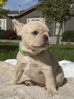 Rip, a male French Bulldog for sale in Mountain Home, ID – 1 of 4