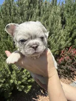 Sweet Pea, a female French Bulldog for sale in Mountain Home, ID – 4 of 8