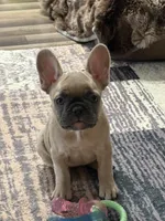 Monica, a female French Bulldog for sale in Mountain Home, ID – 4 of 4