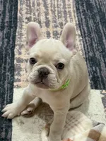 Brandon, a male French Bulldog for sale in Mountain Home, ID – 6 of 6