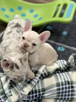 Bean, a male French Bulldog for sale in Mountain Home, ID – 1 of 3
