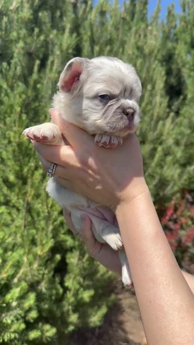 Sweet Pea, a female French Bulldog for sale in Mountain Home, ID – 8 of 8