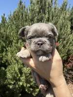 Tiny Tot, a male French Bulldog for sale in Mountain Home, ID – 5 of 7