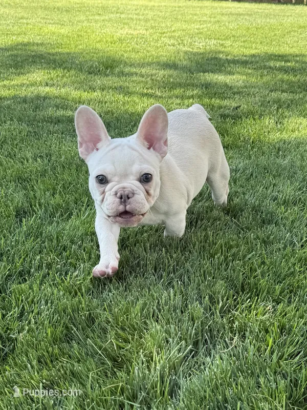 Brandon – French Bulldog puppy for sale in Mountain Home, ID