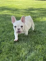 Brandon, a male French Bulldog for sale in Mountain Home, ID – 1 of 10