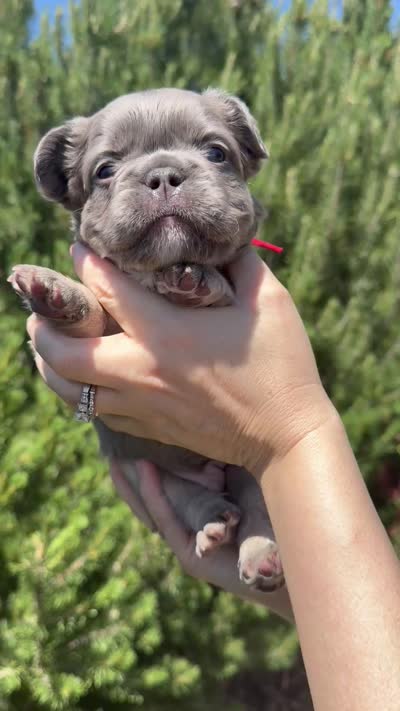Tiny Tot, a male French Bulldog for sale in Mountain Home, ID – 7 of 7