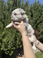 Sweet Pea, a female French Bulldog for sale in Mountain Home, ID – 5 of 8