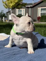 Brandon, a male French Bulldog for sale in Mountain Home, ID – 3 of 6