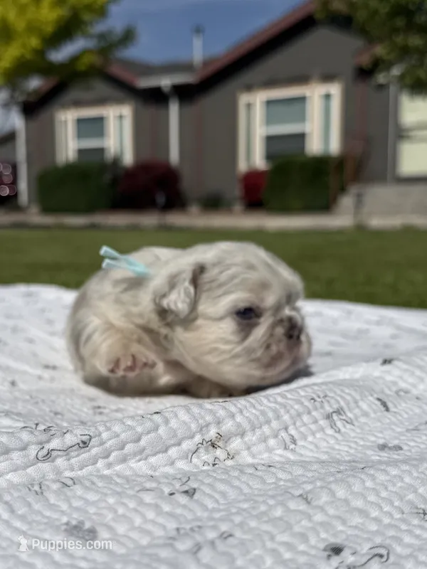 Mayhem  – French Bulldog puppy for sale in Mountain Home, ID