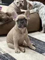 Monica, a female French Bulldog for sale in Mountain Home, ID – 2 of 4