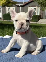 Julius, a male French Bulldog for sale in Mountain Home, ID – 3 of 5