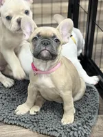 Monica, a female French Bulldog for sale in Mountain Home, ID – 1 of 3