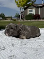 Tiny Tot, a male French Bulldog for sale in Mountain Home, ID – 3 of 7