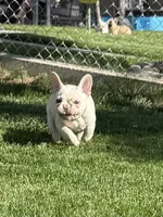 Brandon, a male French Bulldog for sale in Mountain Home, ID – 4 of 10