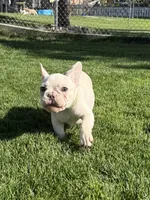 Brandon, a male French Bulldog for sale in Mountain Home, ID – 3 of 10