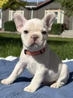 Julius, a male French Bulldog for sale in Mountain Home, ID – 2 of 5