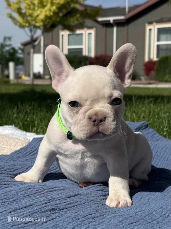 Brandon – French Bulldog puppy for sale in Mountain Home, ID