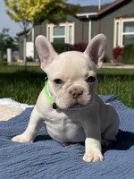 Brandon, a male French Bulldog for sale in Mountain Home, ID – 1 of 6