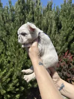 Mayhem , a male French Bulldog for sale in Mountain Home, ID – 7 of 8