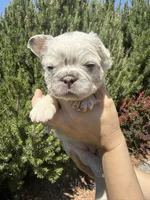 Sweet Pea, a female French Bulldog for sale in Mountain Home, ID – 6 of 8