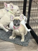 Monica, a female French Bulldog for sale in Mountain Home, ID – 3 of 3