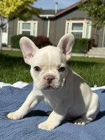 Julius, a male French Bulldog for sale in Mountain Home, ID – 4 of 5