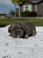 Tiny Tot, a male French Bulldog for sale in Mountain Home, ID – 1 of 7
